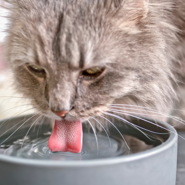 cp-enquete-sport-animal-chat-eau