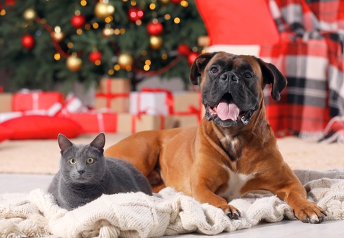 chien et chat couchés devant un sapin de Noël