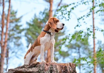 CP Weenect XS image 2