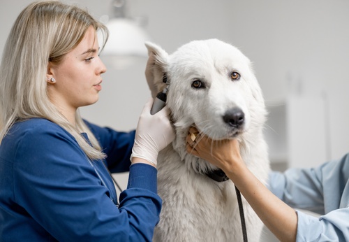 white dog being examined