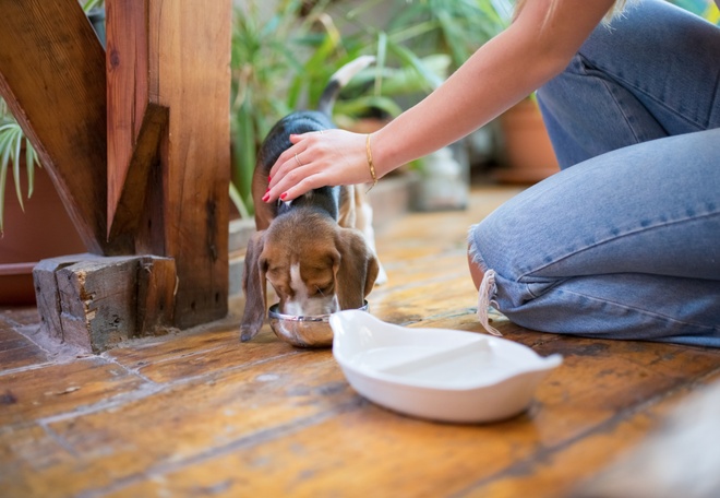 beagle puppy eating