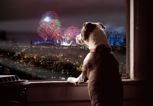 Hund beobachtet Feuerwerk