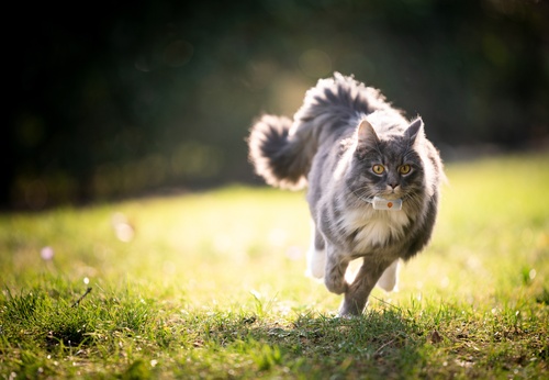 Grey cat wearing a white Weenect XS