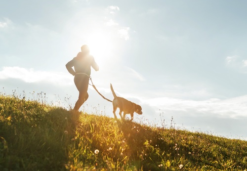 Besitzer und Hund laufen einen Weg entlang