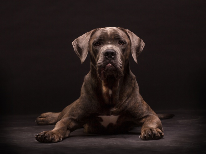 Un Cane Corso noir allongé