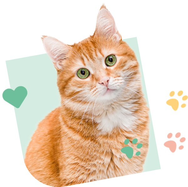 Cat Visual Green Santevet