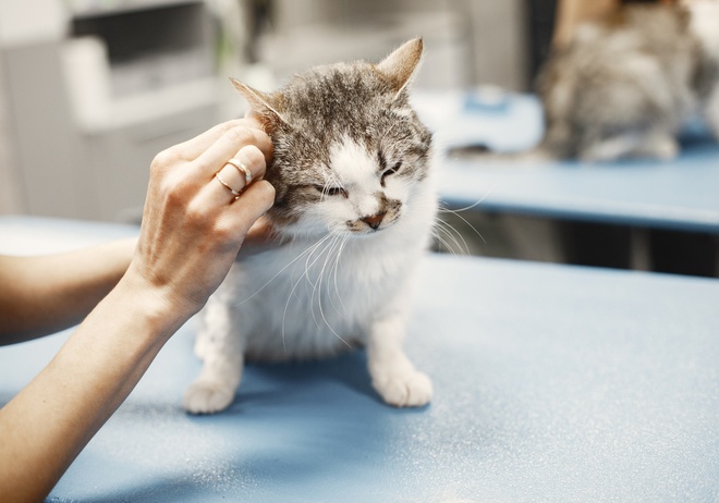 Ein Tierarzt, der sich um eine Katze kümmert