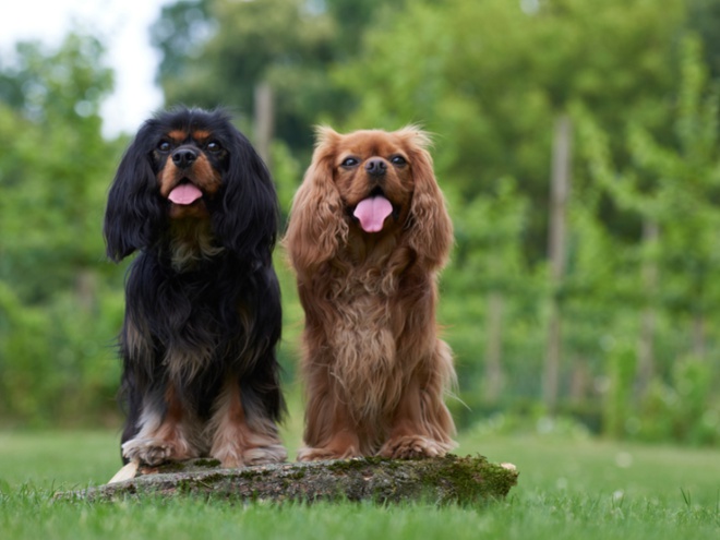 Deux Cavalier King Charles assis sur l'herbe
