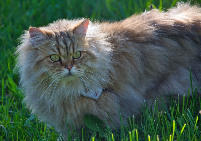Un chat dans l’herbe avec un collier GPS au cou