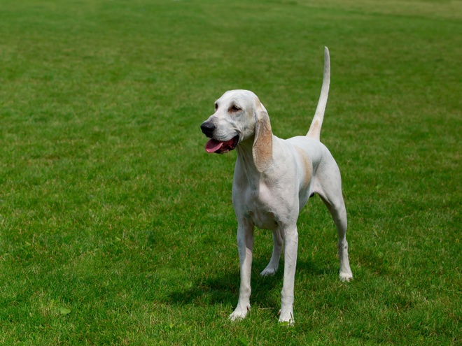 Un chien Billy sur l'herbe