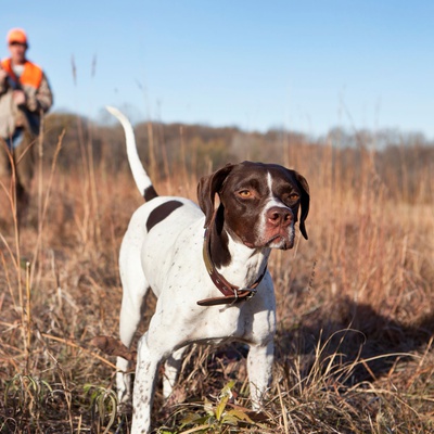 Localizador GPS para perros - Mascotas y perros de caza –