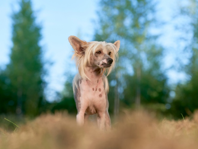 Un Chien chinois à crête en forêt