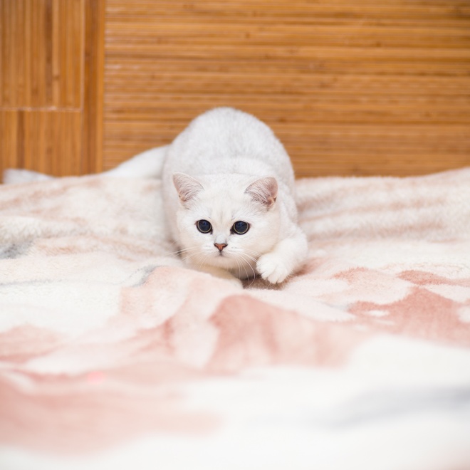 A white Chinchilla playing