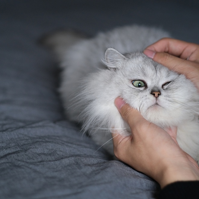 The Owner of the chinchilla checking the eye's cat