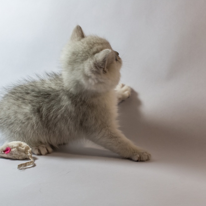 A baby chinchilla playing with a mouse toy