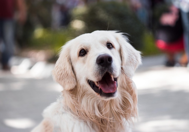 Close up golden retriever