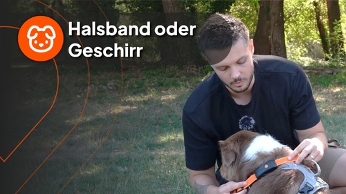 nico with dog - vidéo 2