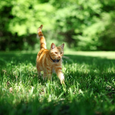 Ginger cat wandering in a garden wearing the Weenect XS