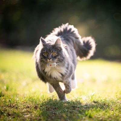 Dernière photo fireworks