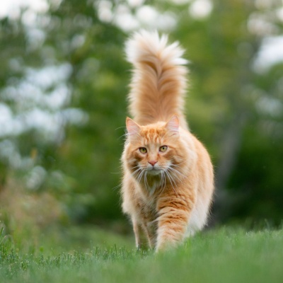 Chat roux dans l'herbe portant un Weenect XS