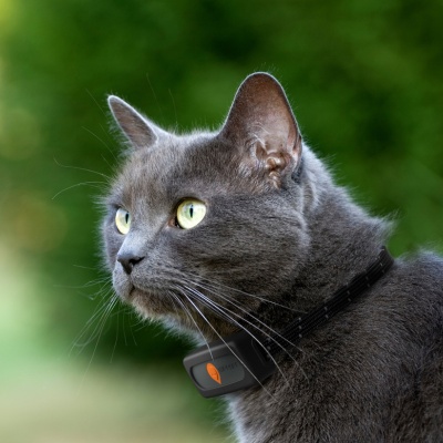 black cat with tracker