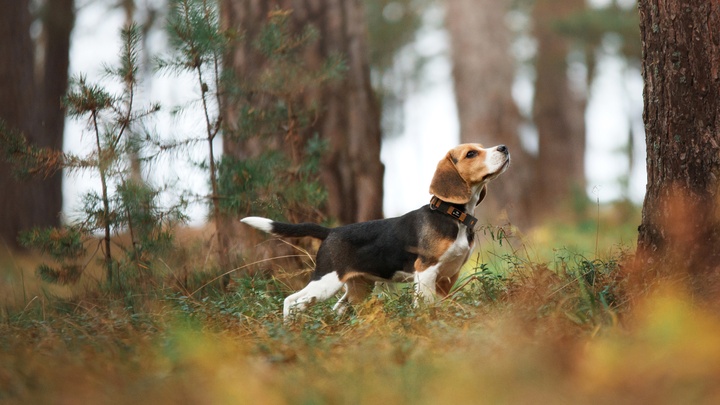 GPS Tracker für Jagdhunde