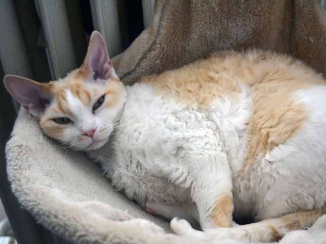 Un Devon Rex couché dans son panier