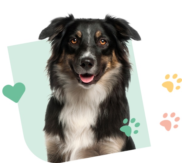 Dog Visual Green Santevet
