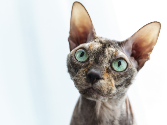 A Donskoy cat looking up