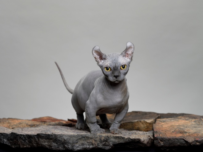 A dwelf cat on rocks