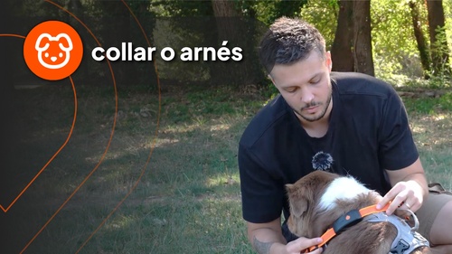 Nico with dog - video 2
