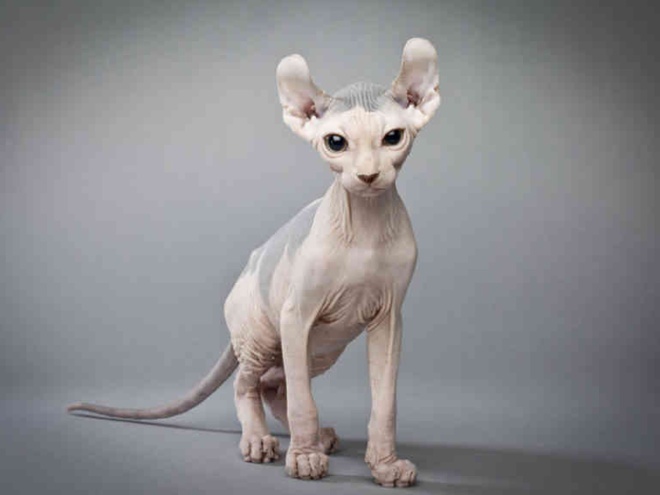 A Elf cat