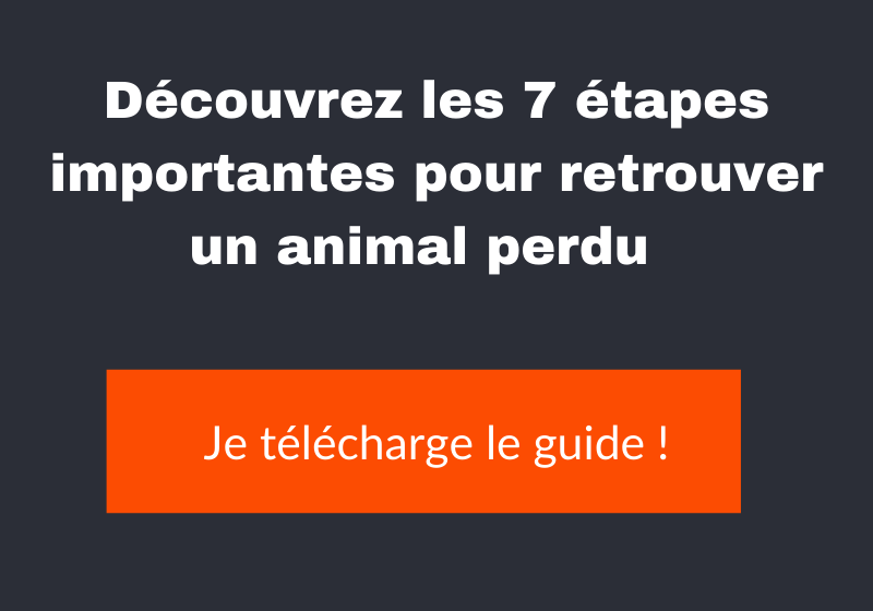 Comment Retrouver Un Chien Ou Chat Perdu