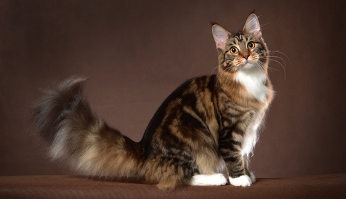 A sitting Maine Coon