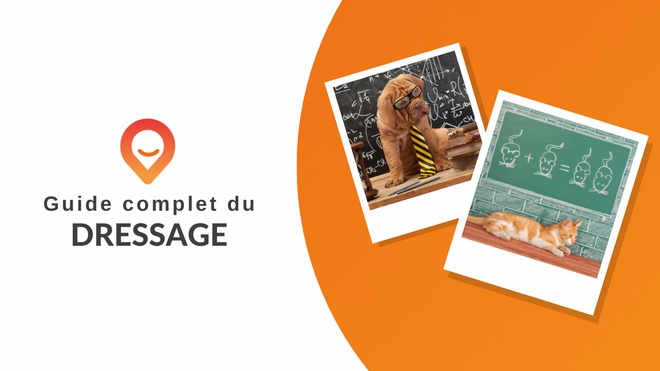 guide complet du dressage thumbnail