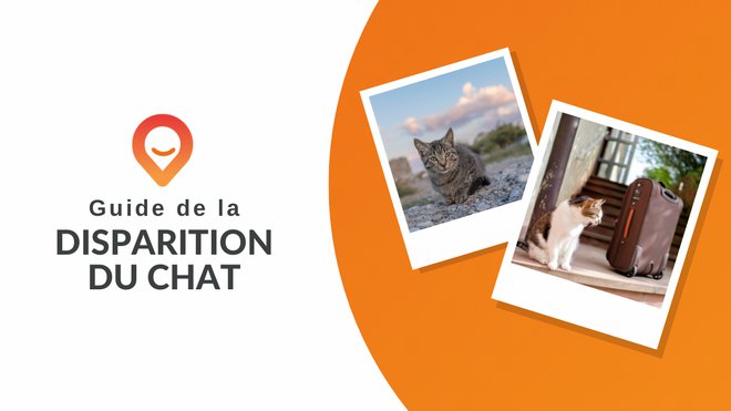 Disparition Chat Quand S Inquieter