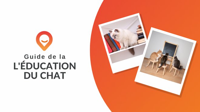 Est Il Possible D Eduquer Un Chat