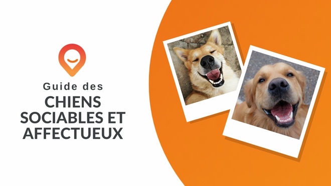 Les différents caractères canins - Compatibilité entre chiens