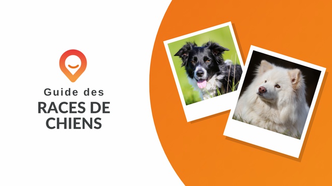 guide des races de chiens thumbnail