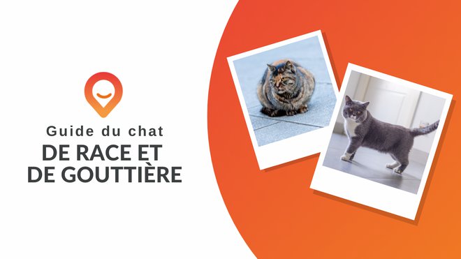 Chat De Gouttiere Ou Chat De Race Lequel Choisir