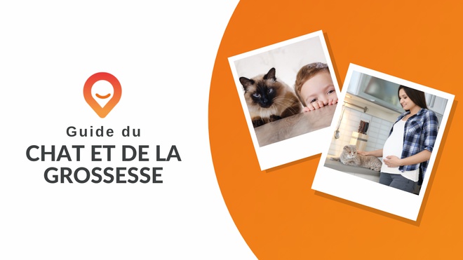 guide du chat et de la grossesse thumbnail