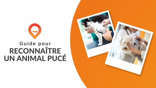 guide pour reconnaître un animal pucé thumbnail