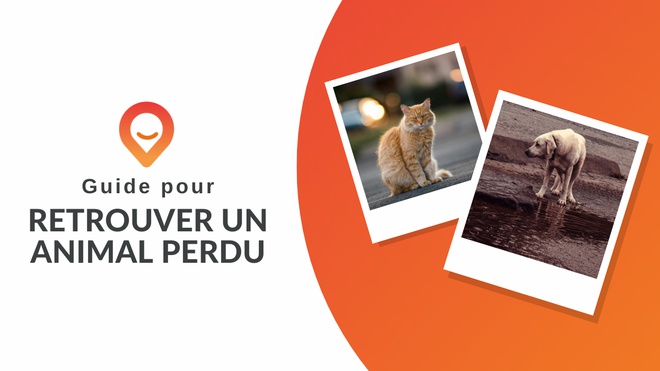 guide pour retrouver un animal perdu thumbnail