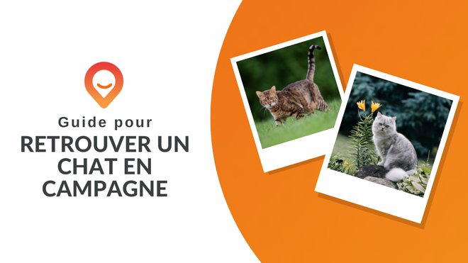 Comment Retrouver Un Chat Perdu En Campagne