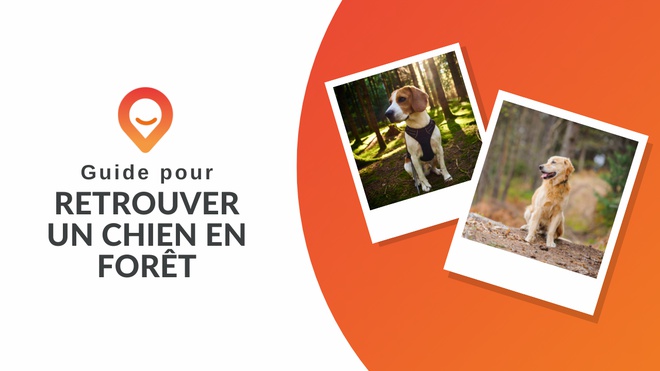 guide pour retrouver un chien en forêt thumbnail