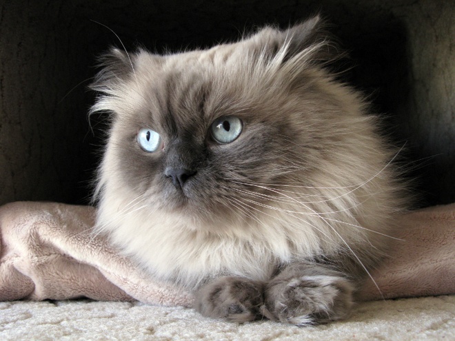 Eine niedliche Himalaya Katze