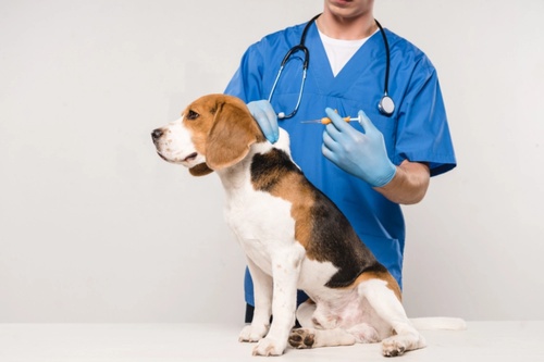 Un vétérinaire soignant un chien