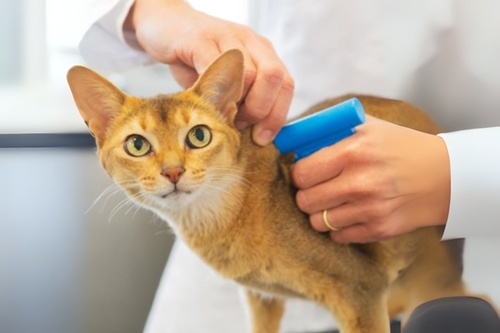 Identification-3 (3)