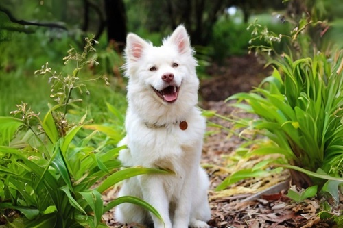 Identification-4 (1)