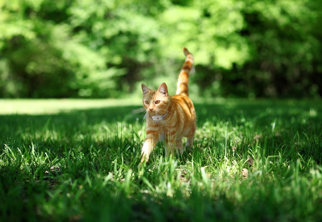 Chat roux avec un traceur Weenect XS noir se baladant dans l'herbe